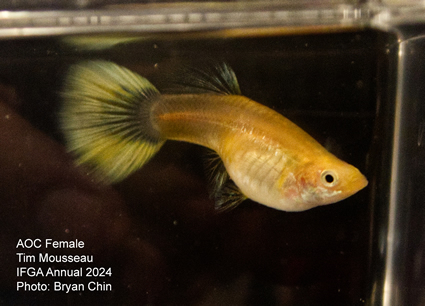 Female guppy aoc